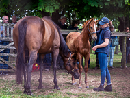 KS300622-36 - Cupboard Love & foal by Territories